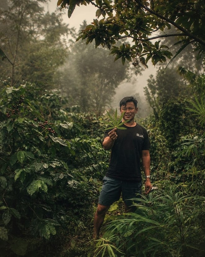 A Gayo farmer among wild coffee trees heavy with ripe cherries