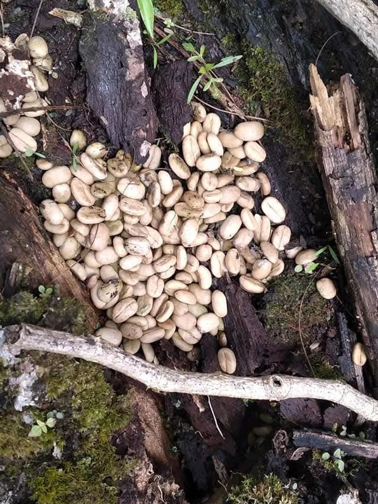 Wild Kopi Luwak beans left by a civet on a mossy fallen trunk in the Gayo forest