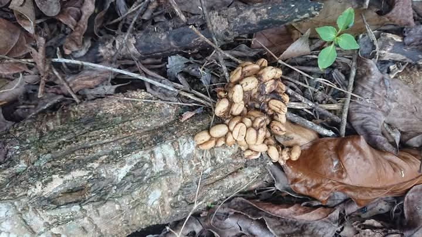 Coffee beans left by a wild civet on a log among fallen leaves