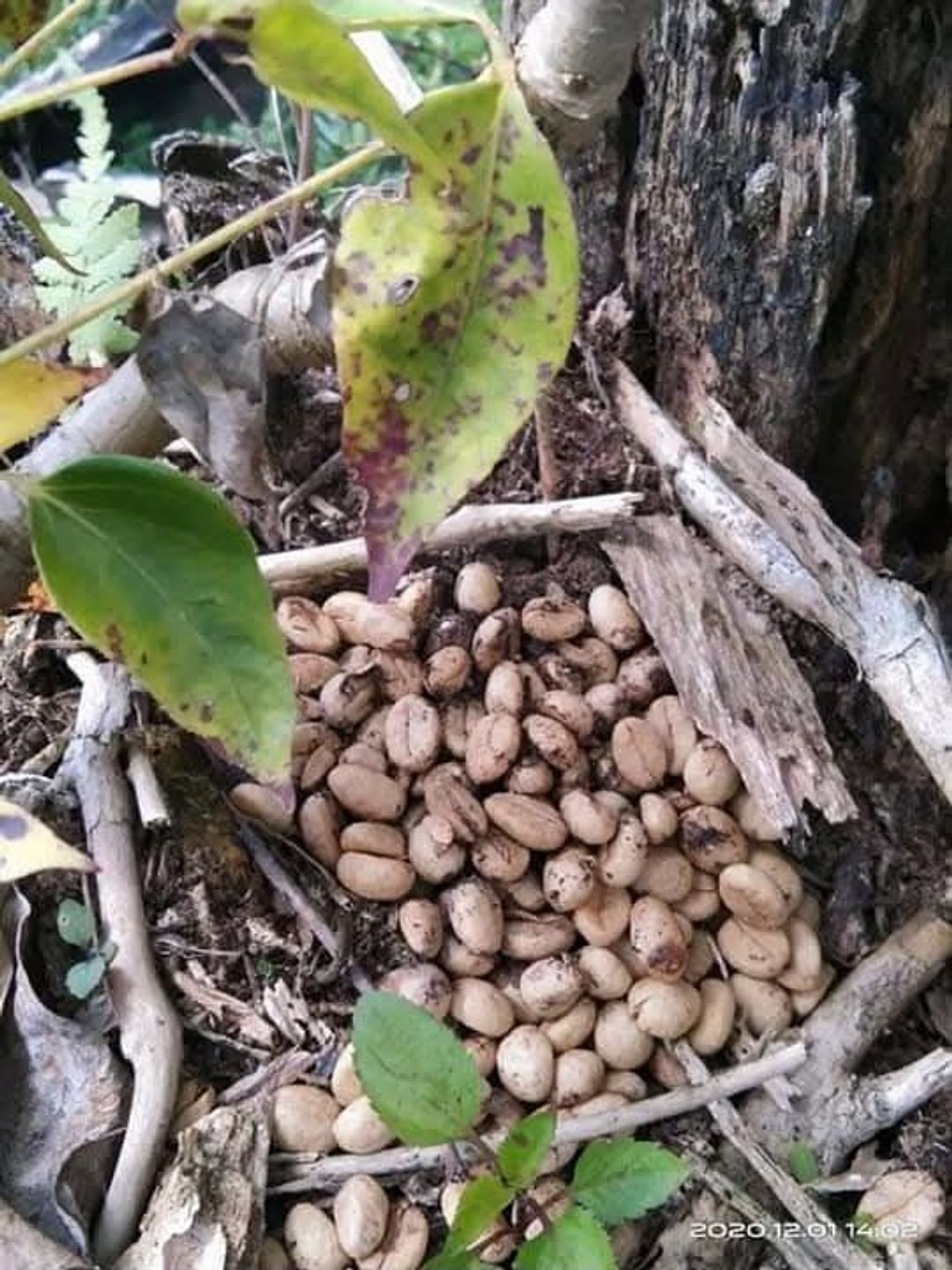 A cluster of coffee beans left by a wild civet at the base of a tree, among leaves and twigs